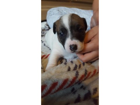 Jack Russell Yavruları Irk Garantili