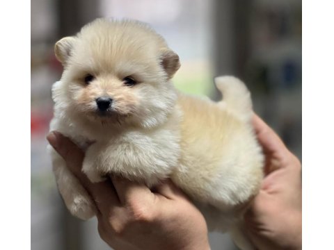 Satılık Spitz Yavrularımız Hazır