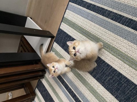 British Shorthair Golden Ny11 Yavrular