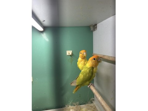 2 Takım Garantili Damızlık Sevda Papağanı