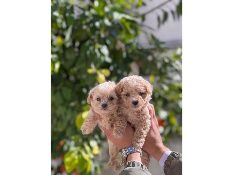 Sevimli Maltipoo Yavrularımız