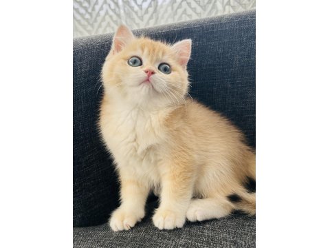 British Shorthair Golden Dişi Yavru