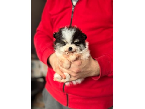 Pomeranian Boo Yavruları Kredi Kartı Geçerlidir