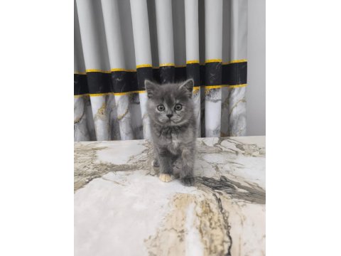 2 Aylık Yavru British Shorthair