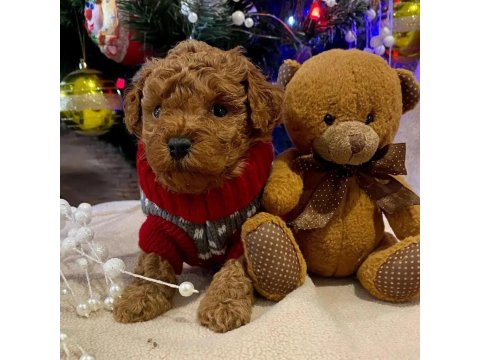 Dünya Tatlısı Toy Poodle Yavruları