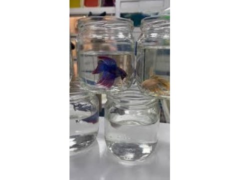 Grand A Kalite Renk Renk Betta Balıklar Adana