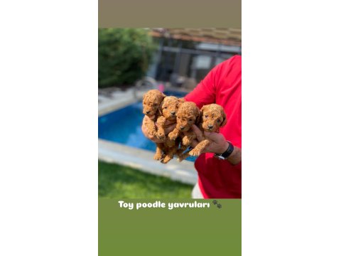 Red Brown Toy Poodle Yavruları