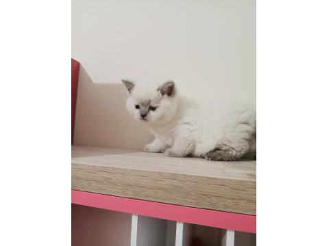 Mükemmel British Shorthair Bebekler
