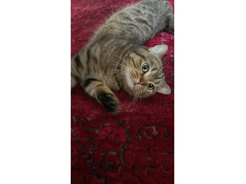 Trabzon İçi Sahiplendirilecek Kedimiz Paşa