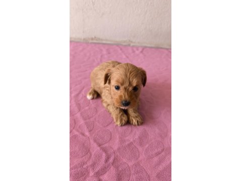 Maltipoo Bebek Köpekler