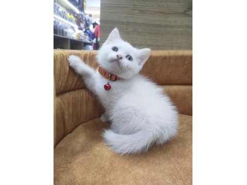 Odd Eyes British Shorthair Yavrumuz