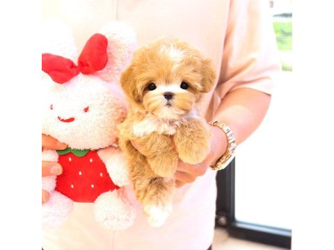 Maltipoo Cins Bebek Köpeklerim