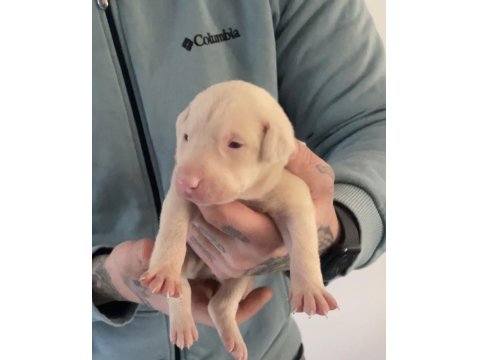 Pink Doberman Yavrularımız Almanyadan İthal Üst Kalite