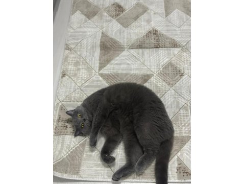 1 Yaşında Eğitimli British Shorthair