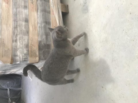 Tam Soy Kedimiz Duman