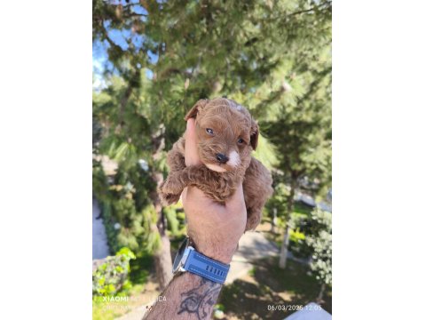 Sevimli Poodle Yavruları Yeni Yuvaya Gitmeye Hazır