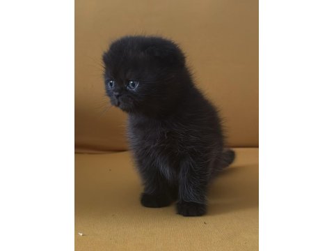 Top Kafa Scottish Fold Minikler