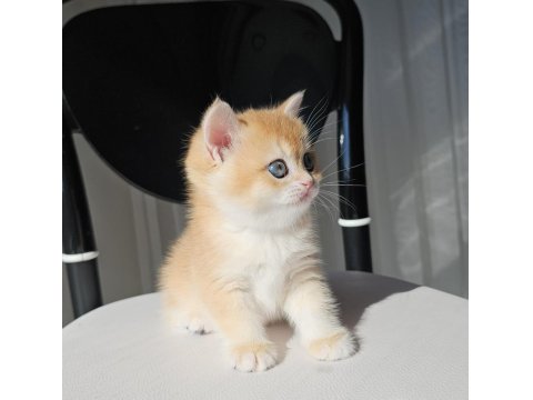Safkan Golden British Shorthair