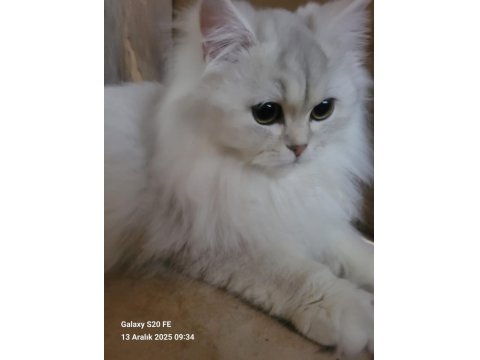 Güzel Chinchilla Yavruları