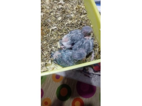 Forpus Papağanı Yavrularımız