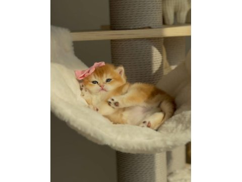 Kedimiz İçin Açıklamayı Tamamen Okumadan Aramayın Lütfen