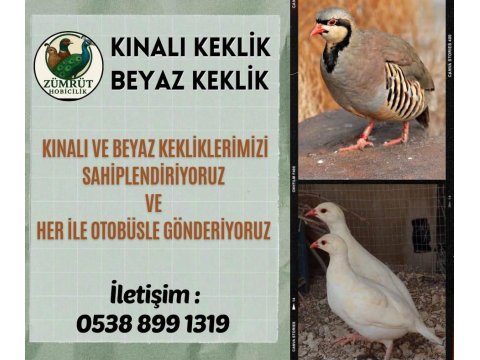 Yetişkin Kınalı Ve Beyaz Keklik Anaç