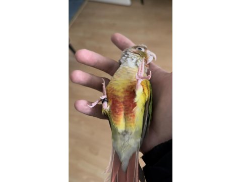 Evcil Konuşkan Konur Papağanı