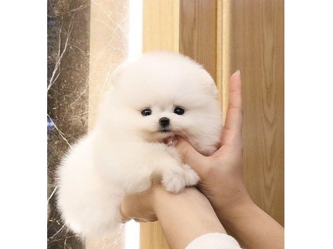 Mersin De Şirin Pomeranian Boo Köpekler