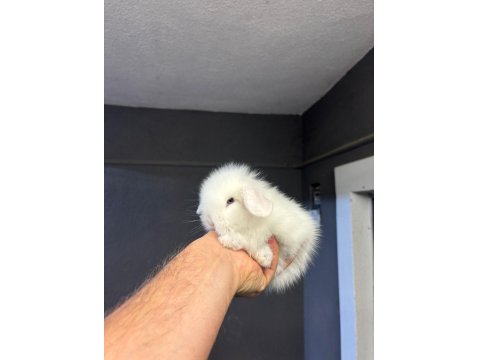 Cüce Hollanda Ve Mini Lop Tavşanları Her Yere Gönderim Var