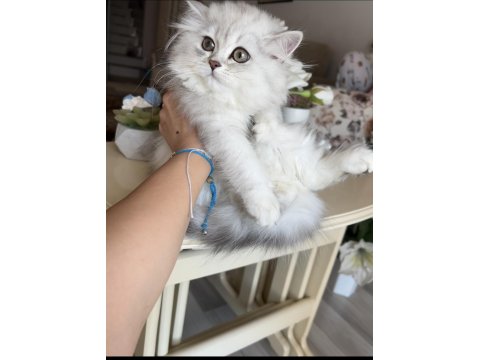 British Longhair Yavrularım