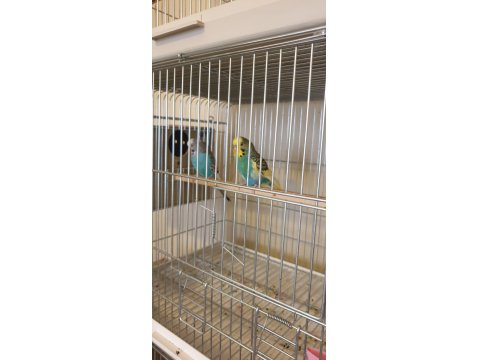 Renk Güzeli Genç Bakıcı Takım Muhabbet Kuşu