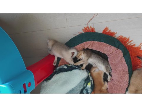 İnanılmaz Tatlı Exotic Shorthair Yavruları
