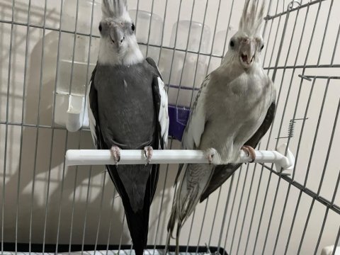 Sultan Papağanı Çocuklar İçin Almıştım