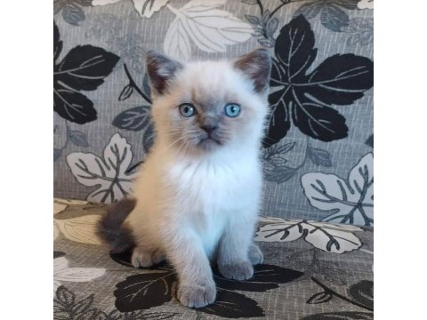 Birbirinden Sevimli British Shorthair Yavruları