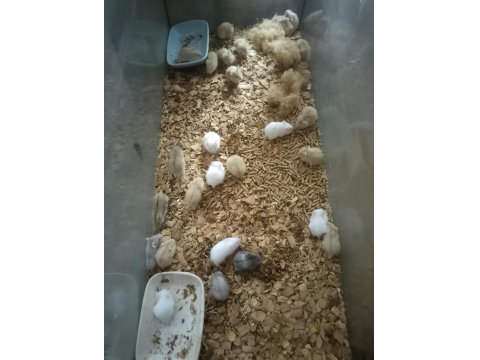 60-80 Adet Gonzales Yavru Hamster