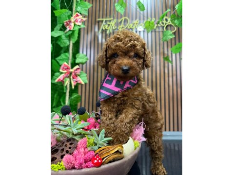 Tatlı Toy Poodle Yavrular