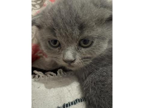 2 Ay Dişi Scottish Fold