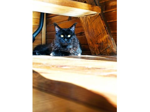 Karakteri Cüssesi Ve Dopdolu Şeceresi İle Maine Coon Ercüment