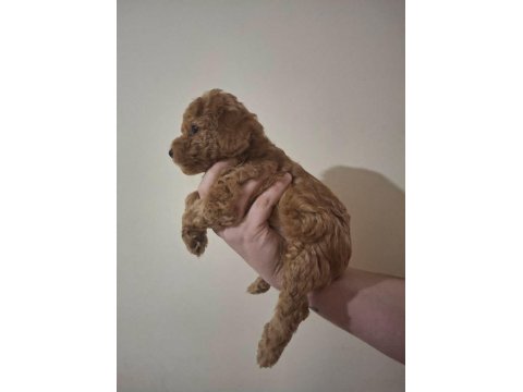 Anne Altından 2 Aylık Poodle Yavrular