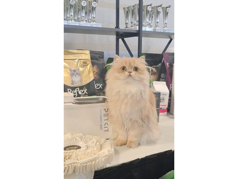 British Longhair Lilak Golden Cana Yakın Uysal