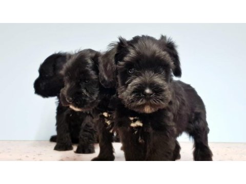Siyah Schnauzer Yavru