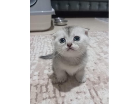 Muhteşem British Shorthair Kediler