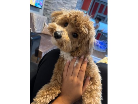 1 Yaşında Büyümez Maltipoo