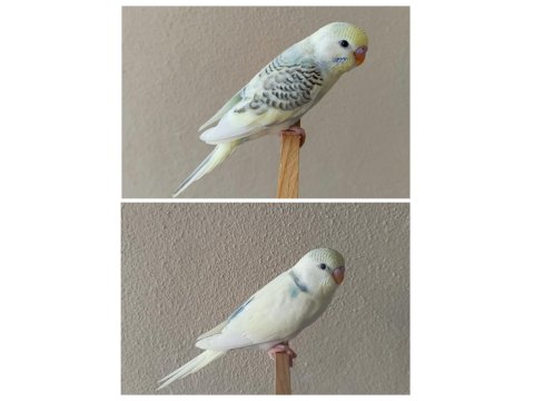 Yeni Yeme Düşmüş Uysal Renk Güzeli Yavru Muhabbetler