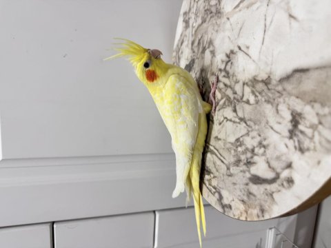 Sultan Papağanı Sahiplendirilecek (₺)