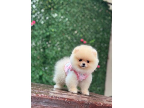 Sevimli Ayıcık Teddy Ayı Suratlı Pomeranian Boo Yavrumuz