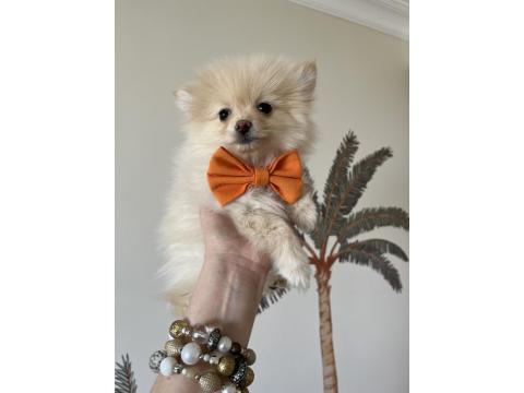 Pomeranian Spitz Yavrular