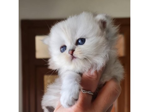 Sahiplendirme Kediler (Görüşülür)