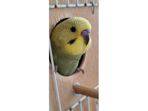 Muhabbet Kuşu Alıştırmalık