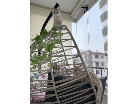 Kedilerimize Yuva Arıyoruz